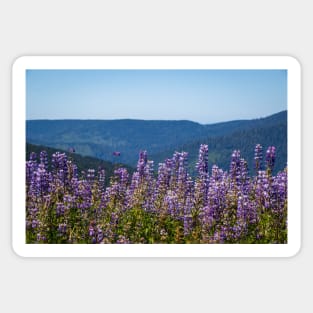 Lupine flowers and mountains Sticker